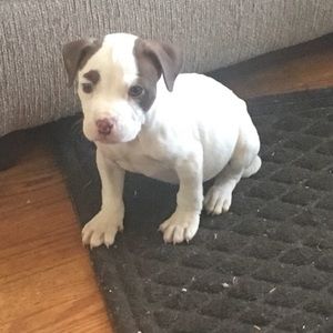 Meet your Posher, Ice